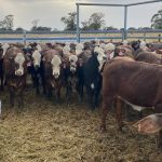 High rainfall, high performance cattle country