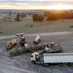 Australia's largest tea farm forced to pause operations indefinitely