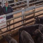 Seven broad ribbons with six steers at WBW | The Land