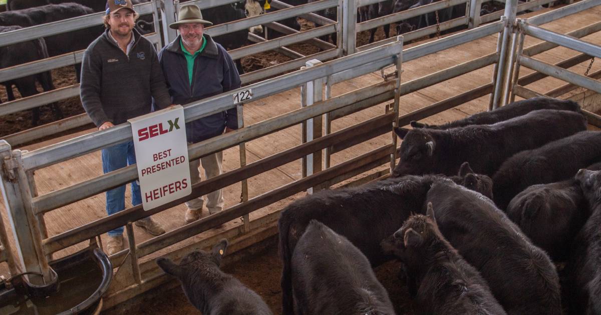 Market back at Yass weaner sale