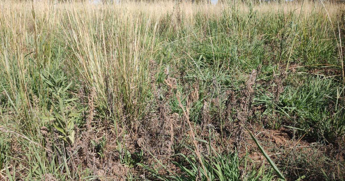 Competition key to pasture weed control