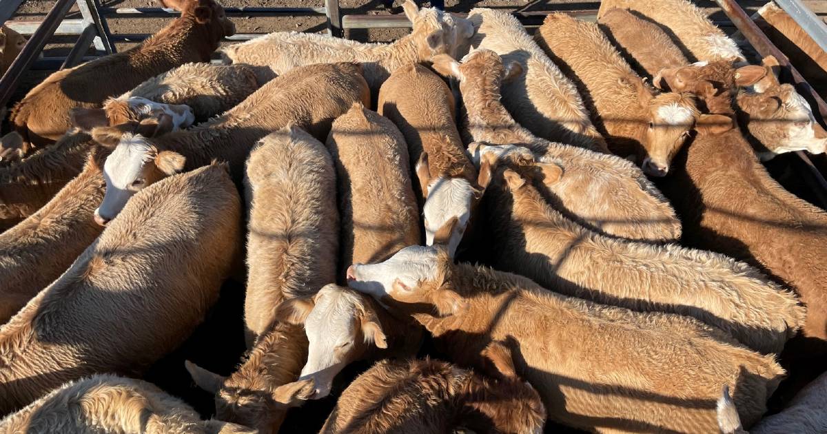 Champion pen of weaner heifers sell to $1050 at Toogoolawah weaner sale | Queensland Country Life