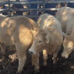 Southern processing plant expansions may pull more cattle south