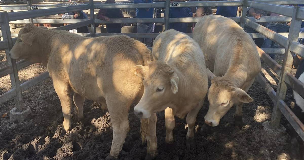 Charbray weaner steers sell for $1145 at Woodford | Queensland Country Life