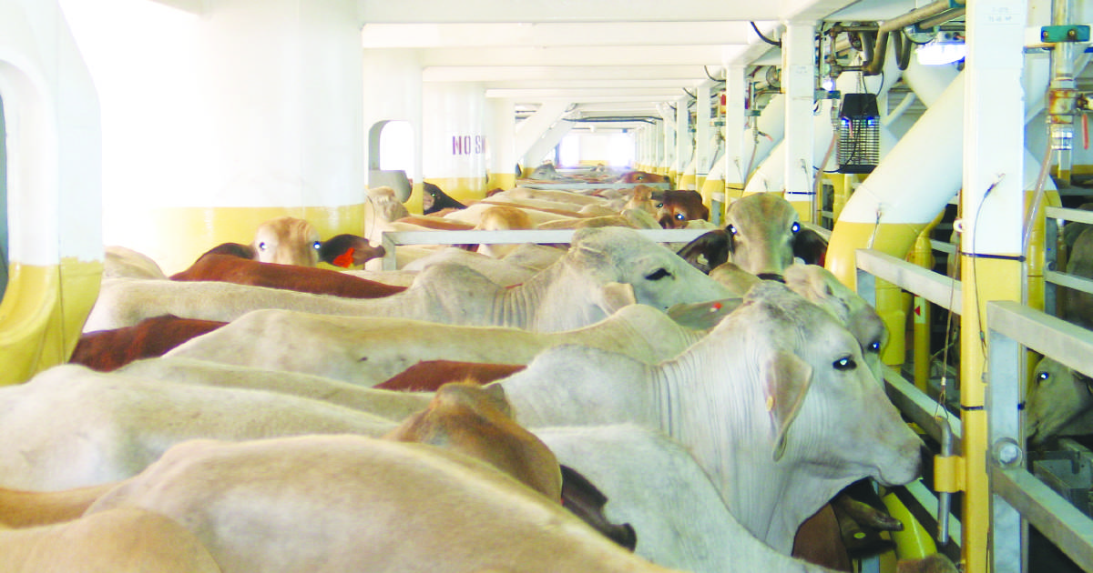 Cattle consignments at risk in live-ex debate