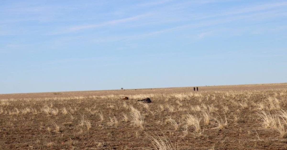 Mount Isa man responsible for shooting 41 horses at Longreach receives suspended sentence | The North West Star