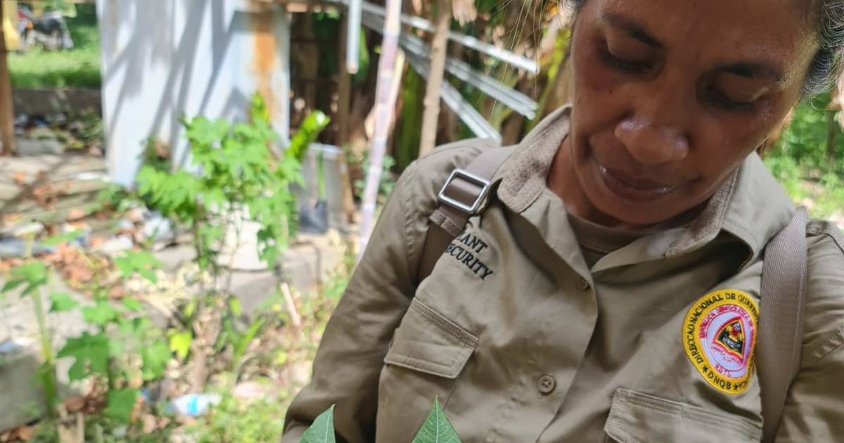 Plant pest survey by DAFF in Timor-Leste resume post-pandemic