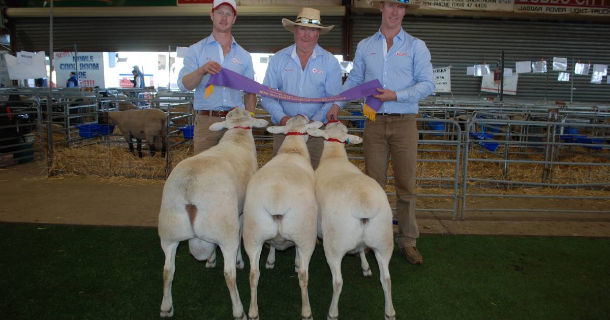 Clean sweep for Tattykeel Australian Whites at state sheep show