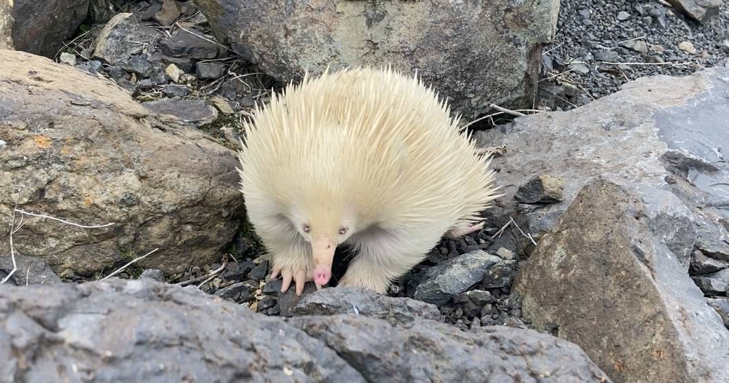 'It's honestly so beautiful': Rare albino echidna spotted