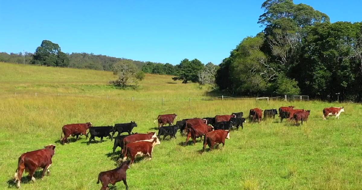 Adjoining Port Macquarie district cattle country | Video