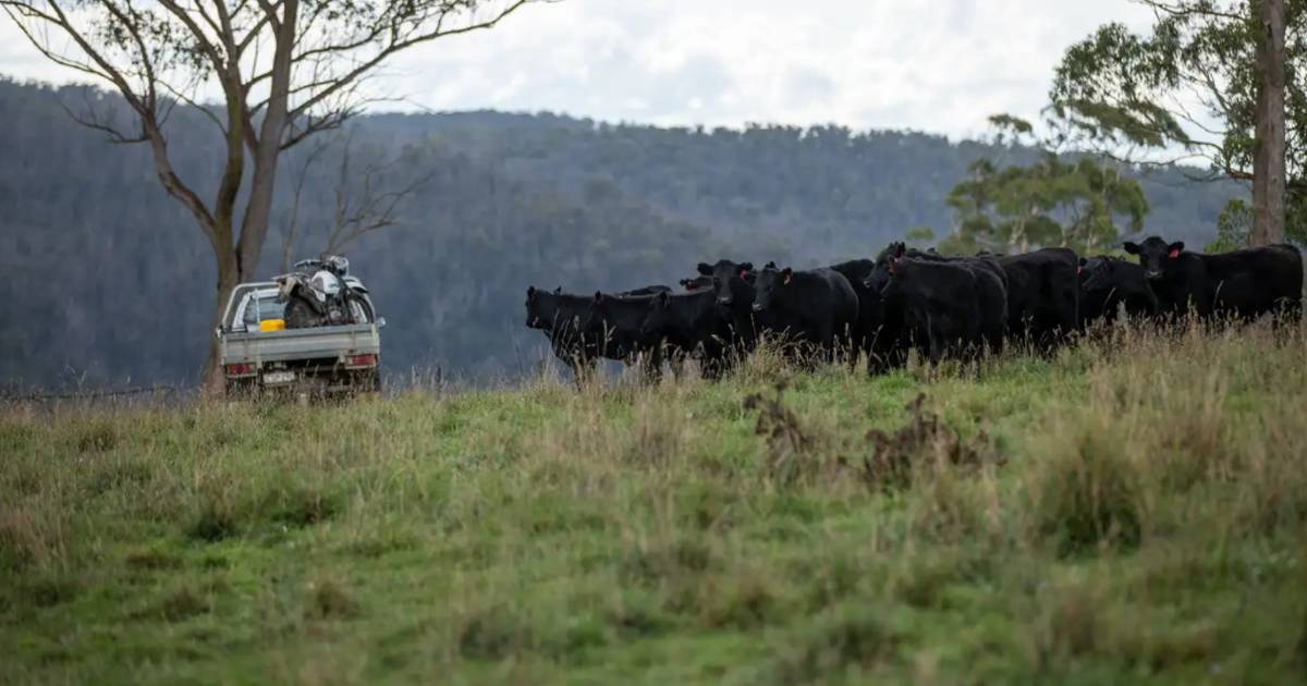 High rainfall, high performance cattle country