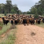 Gina Rinehart led Hancock Agriculture buys Packhorse properties | Queensland Country Life