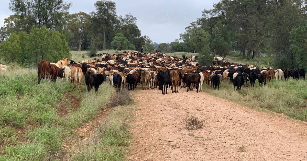 Gina Rinehart led Hancock Agriculture buys Packhorse properties | The Land