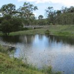 Santa Gertrudis feeder steers make 307c/$1013 at Moreton | Queensland Country Life