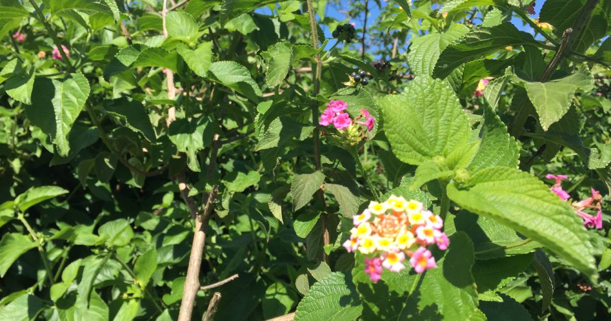 Lantana kill ramped up in south east Queensland