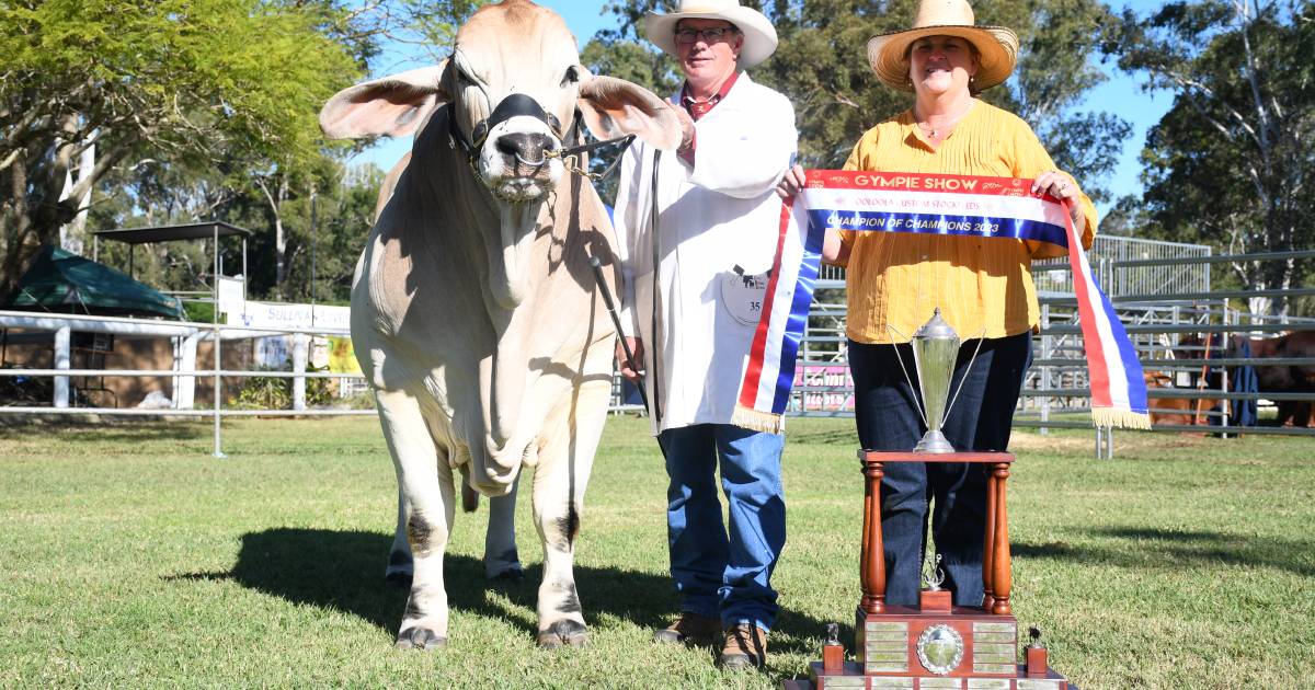 Whitaker bull rises to top of massive stud cattle showing at Gympie