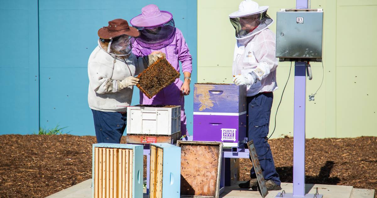 Port of Townsville installs AI technology to monitor for Varroa mite | North Queensland Register