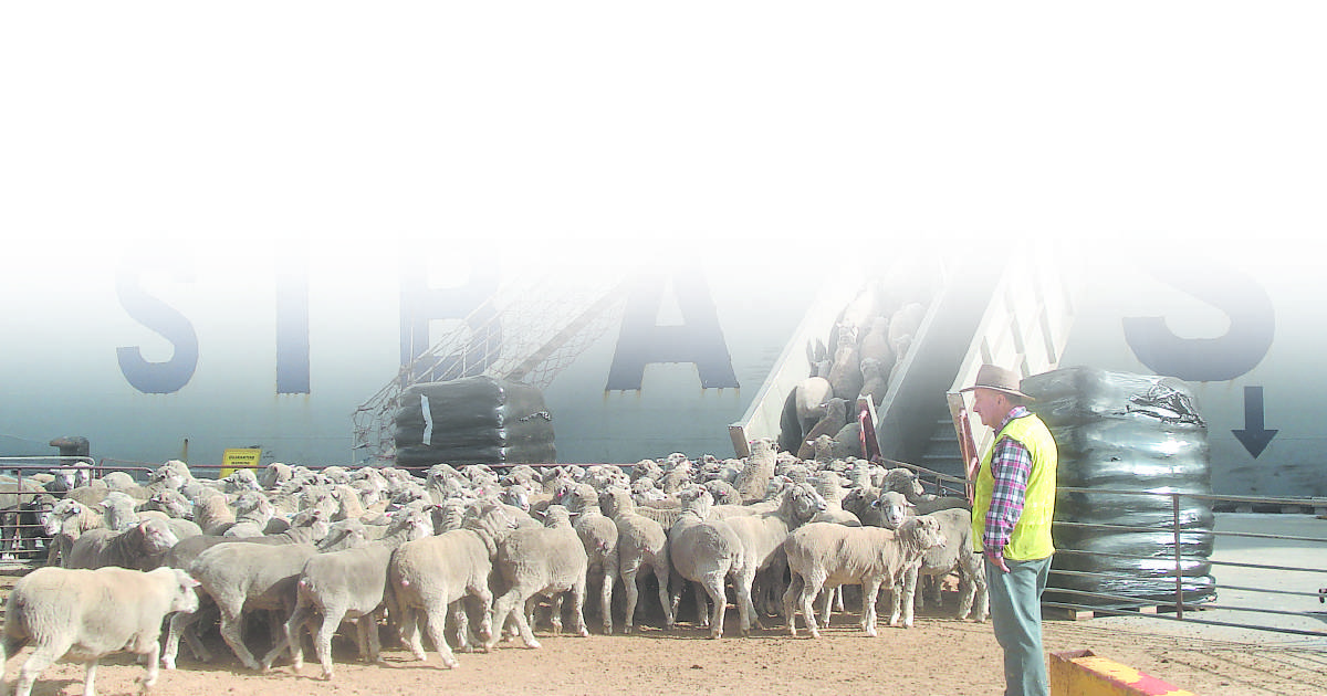 Live sheep export policy links to activist agenda shown in text messages | Farm Weekly