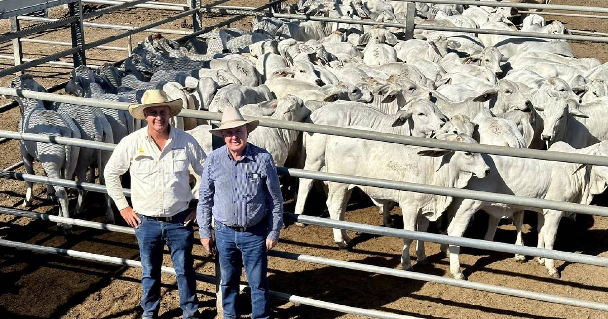 Mt Garnet's Conjuboy tops Charters Towers heifer market for consecutive week