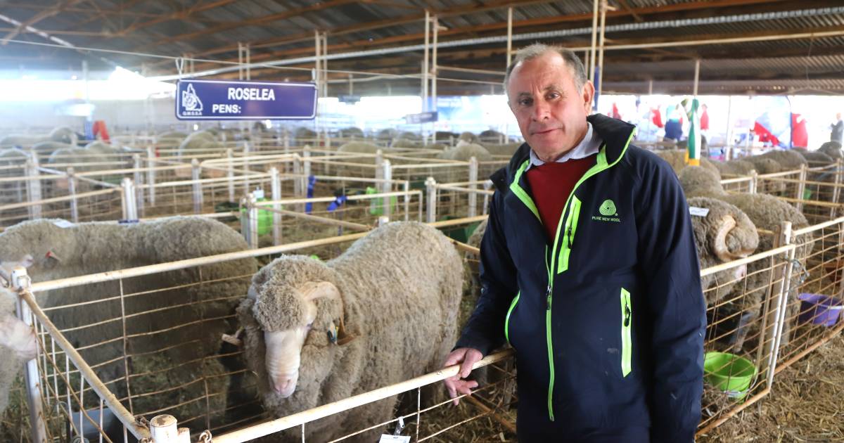 Peter Hacker ticks off 48 consecutive state sheep shows at Charleville | Queensland Country Life