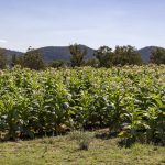 Brahman producers unpack industry issues at annual conference