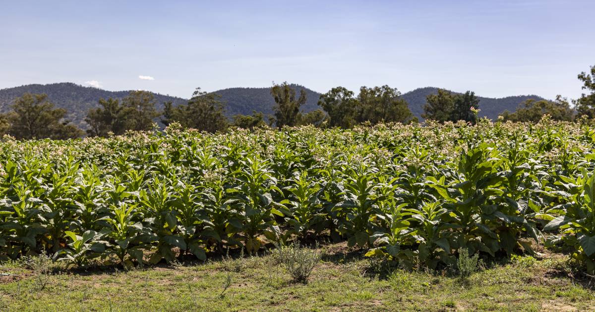 Police bust $11m tobacco crop at Binnaway