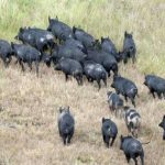 Quality Droughtmaster cross steers in demand at Mareeba