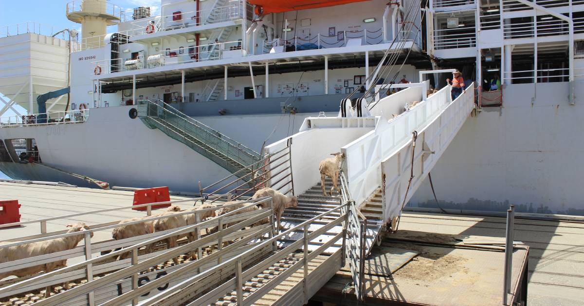 Live sheep export impact report tender process open | Farm Weekly