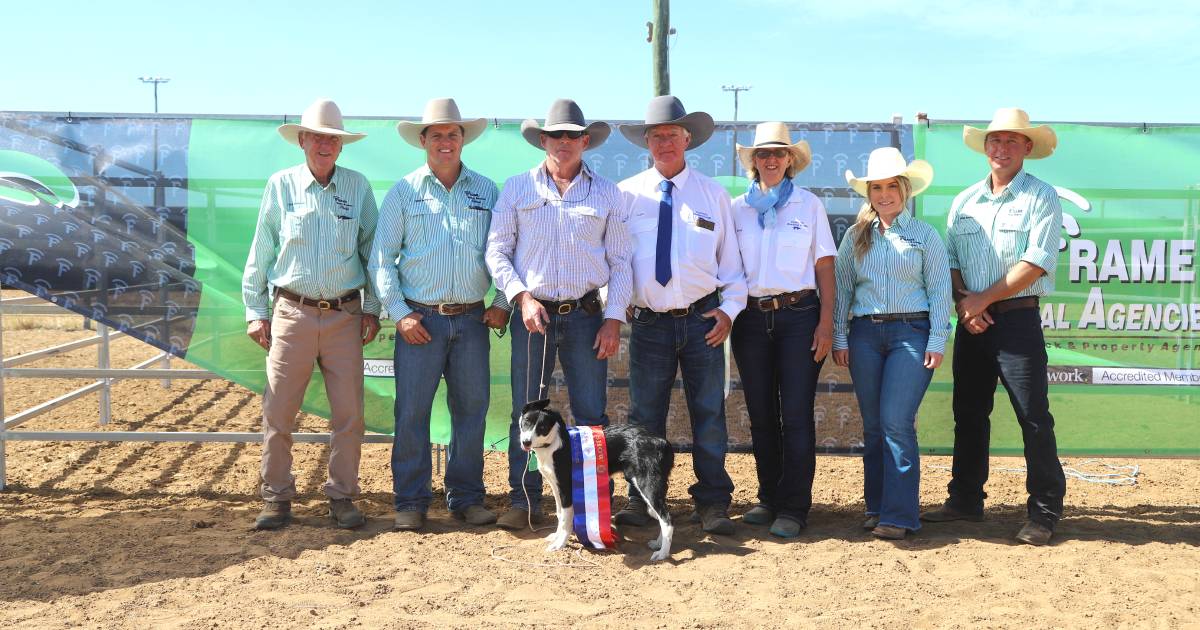 Five month old Addy’s Snip sells for $23,500 at Blackall’s working dog sale | Queensland Country Life