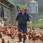 Weaner steers reach 418c at Roma