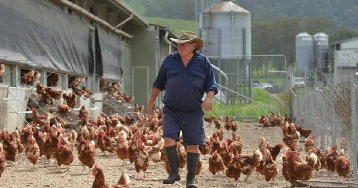 Productive free range egg, cattle opportunity | Video