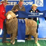 Steers 200-280kg average $1080/head or 420c/kg on AuctionsPlus | Queensland Country Life