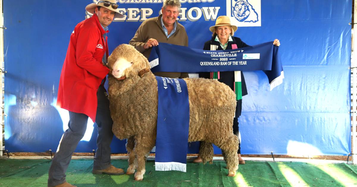 Wilgunya Merino Stud claims first Queensland Ram of the Year ribbon | Queensland Country Life