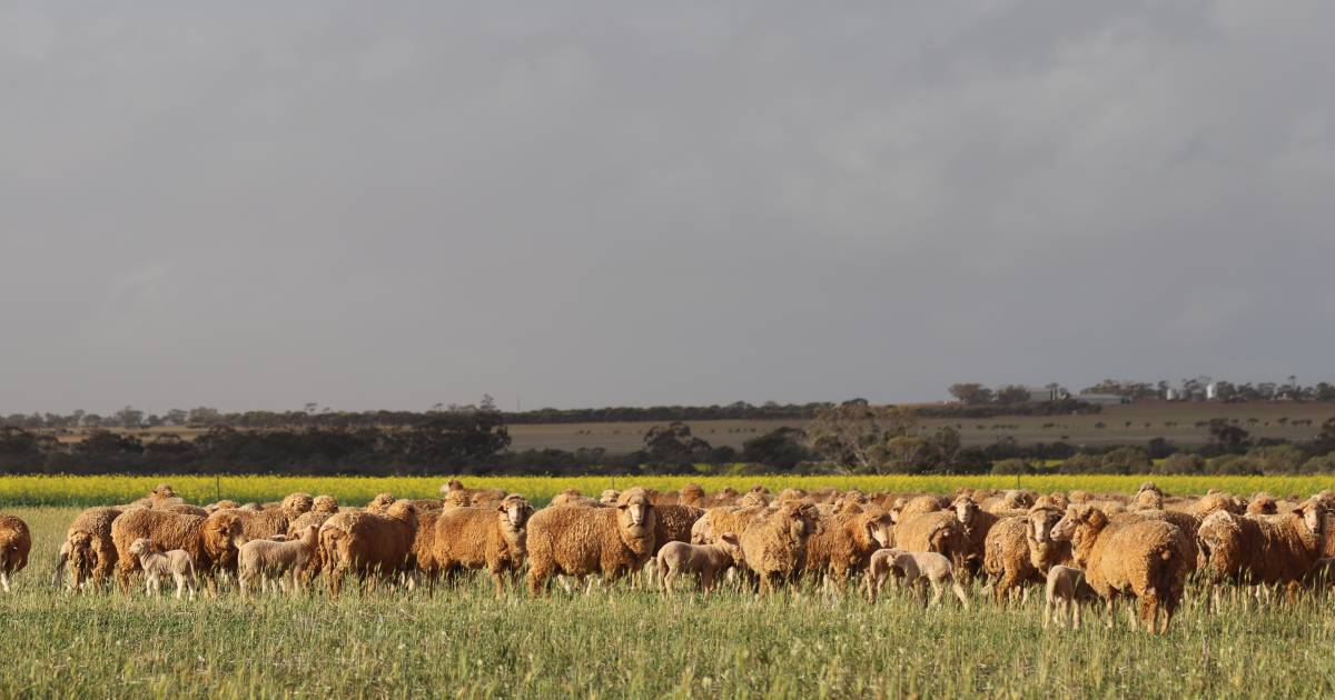 Extra sheep onfarm costing producers