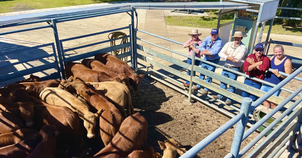 Simmental weaners to $1224/hd at Emerald