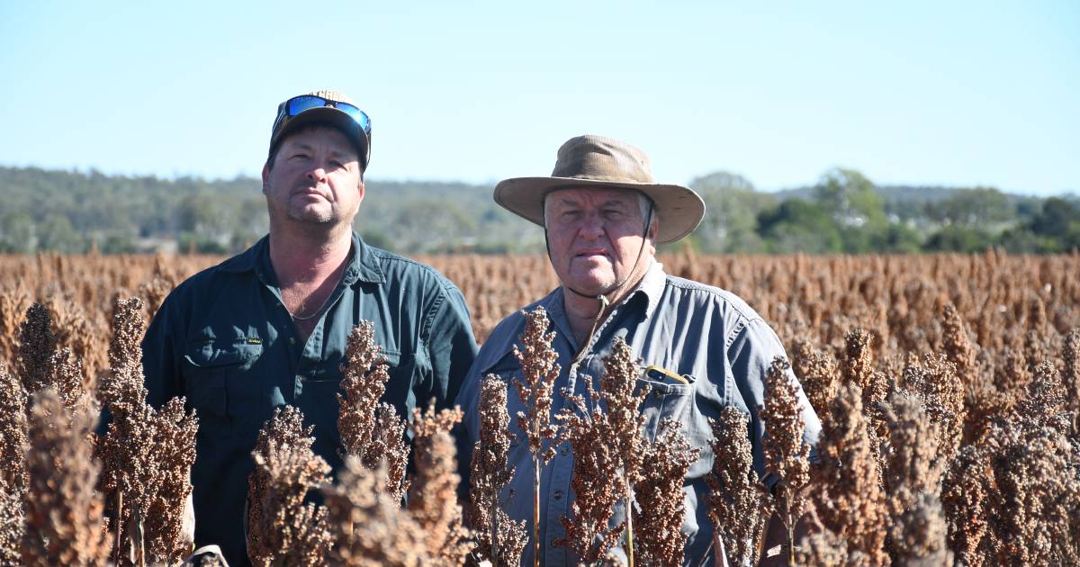 South Burnett farmers witness dry growing conditions for summer sorghum