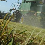 Parthenium weed introduced onto Maranoa property by gas companies, farmers allege | Queensland Country Life