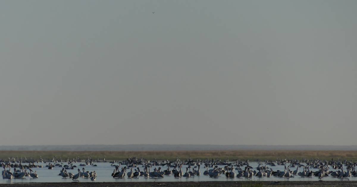 Wetlands benefit from floods