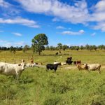 Federal budget defers Emu Swamp Dam funding again | Queensland Country Life