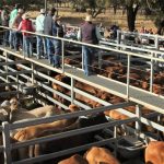 RNA Foundation long lunch attracts 140 guests at Ekka grounds | The North West Star