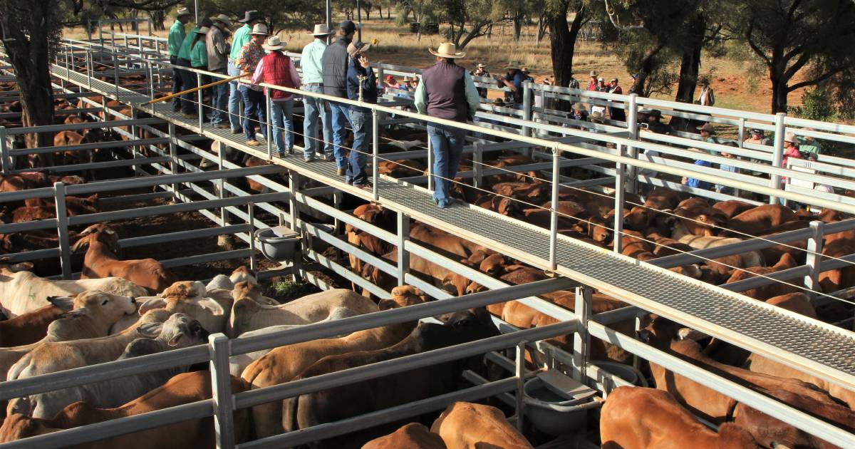 Simmental cross weaner steers sell for 404c at Blackall | Queensland Country Life