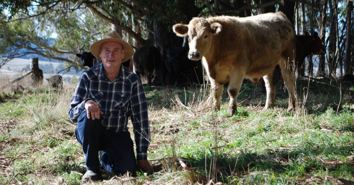 Charolais bulls and 'low socio-economic' cows