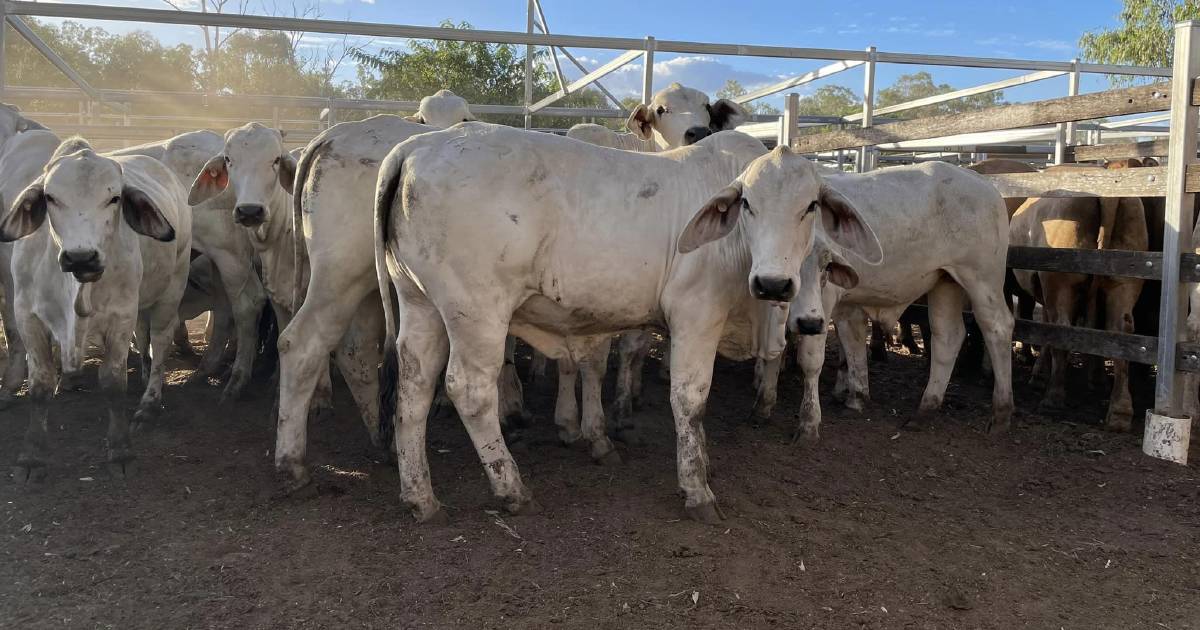 Local Eidsvold Droughtmaster steers top at $1847/head