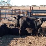 Prime cattle dominate at Nebo