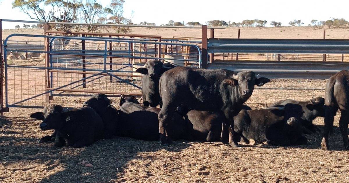 Buffalo semen destroyed in ‘admin error’ | Queensland Country Life