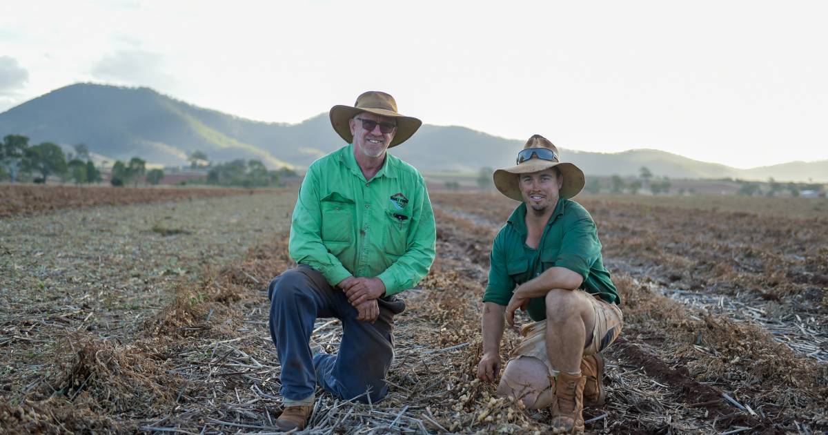 Skipping rows pays off for Seabrooks' peanut crop