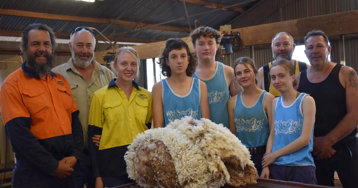 Shearing young guns put to the test