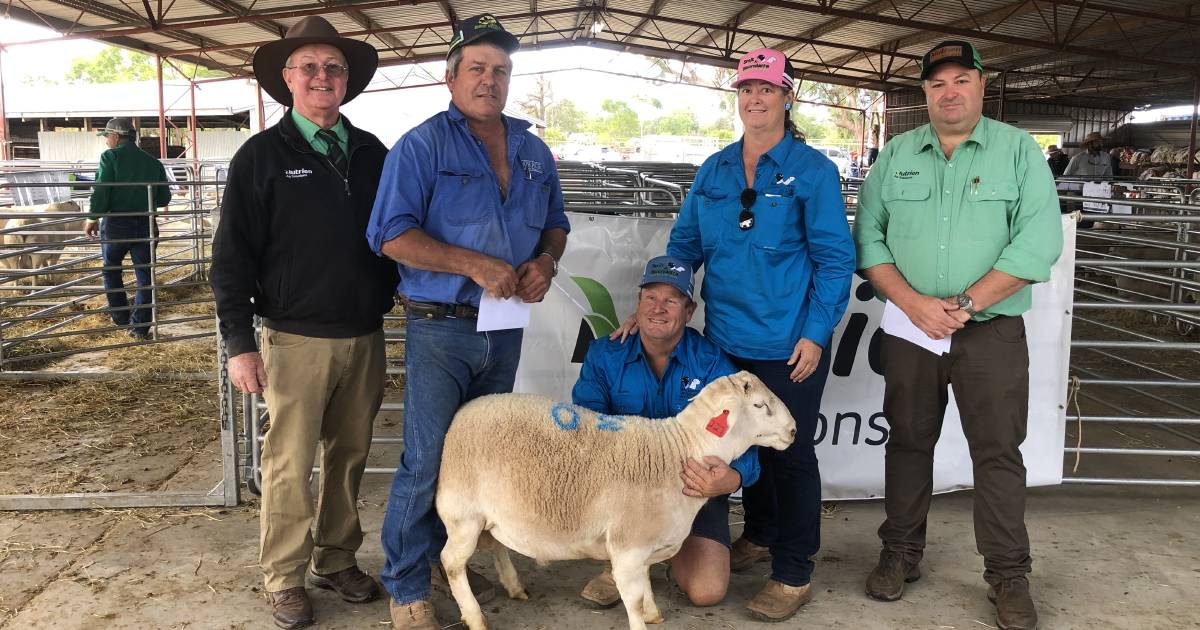 White Dorper tops 2023 St George multi-breed ram sale