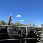 Looking back on Beef 2021 interbreed champions Brahman, Charolais and Shorthorn breeds | Queensland Country Life