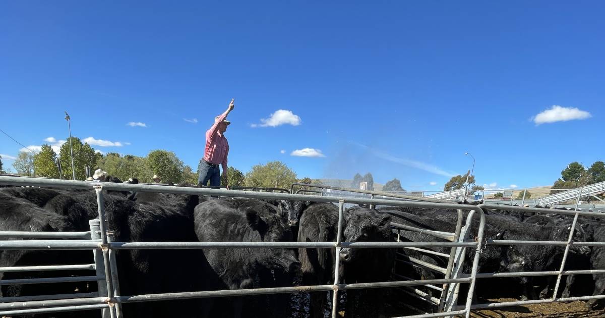 Weaner heifers in demand on the Monaro | Stock Talk